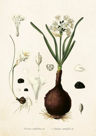 Karnet ST230 B6 + koperta Narcyz