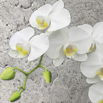 Ubrousky MAKI L (20ks) White Orchid on Concrete Back