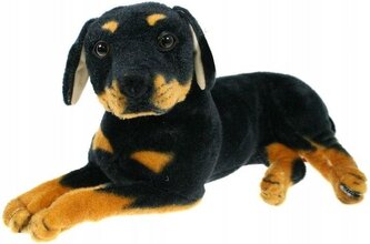 Pies rottweiler 47cm