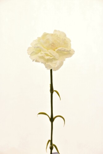 Květina UH karafiát bílá 60 cm