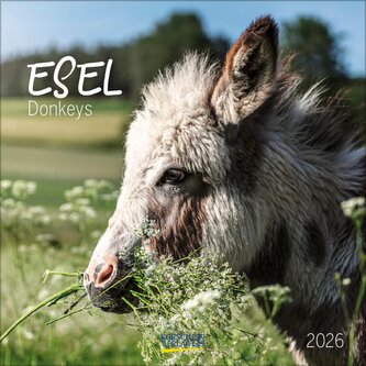 Esel 2026