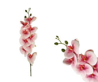 Orchidej Phalaenopsis 90 cm, růžová