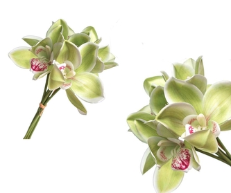 Svazek zelených orchidejí 6ks, 36 cm Svazek zelených orchidejí 6ks, 36 cm