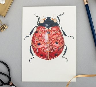 Karnet A066 B6 + koperta Biedronka