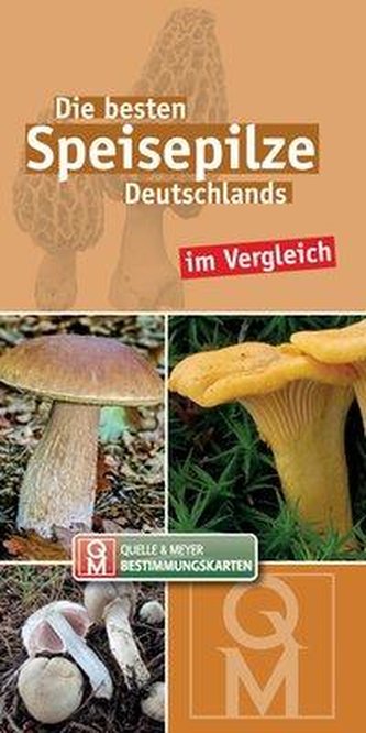 Die besten Speisepilze Deutschlands im Vergleich