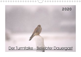Der Turmfalke - Beliebter Dauergast (Wandkalender 2020 DIN A4 quer)