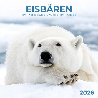 Eisbärchen/Polar Bears 2026