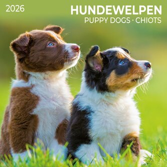 Hundewelpen/Puppy Dogs 2026