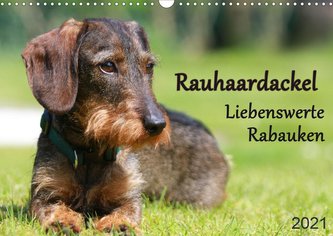 Liebenswerte Rabauken - Rauhaardackel (Wandkalender 2021 DIN A3 quer)