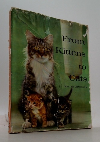 From kittens to cats