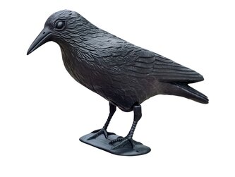 plašič ptactva havran malý