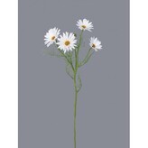 Kopretina bílá  100-0161/CR