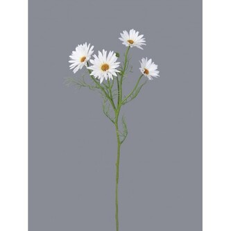 Kopretina bílá  100-0161/CR