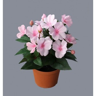 Fialka v květináči, sv. růžová  100-0148/PK