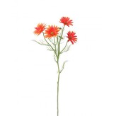 Kopretina oranžová  100-0161/OR