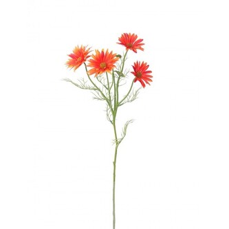 Kopretina oranžová  100-0161/OR