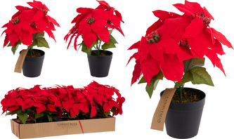 KWIAT BOŻONARODZENIOWY W DONICZCE 30CM