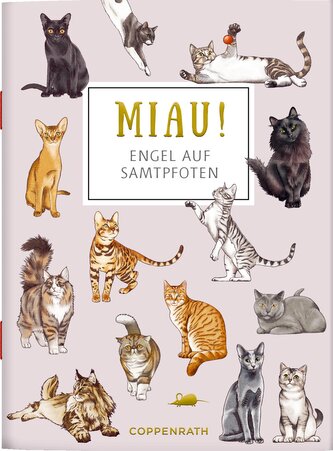 MIAU! - Engel auf Samtpfoten
