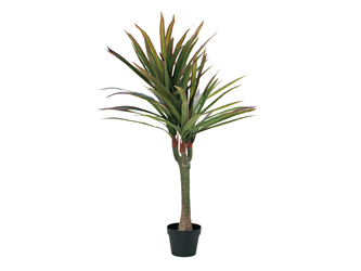 Dracena zeleno-červená, 120 cm