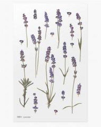 Naklejki ozdobne kwiaty - Lawenda