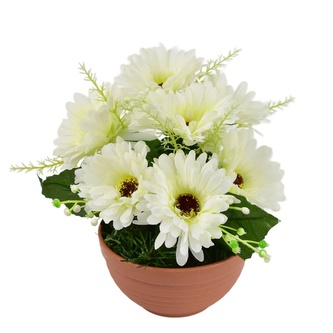 Gerbery krémové 7 květů v terakotové misce Ø22/ 24 cm