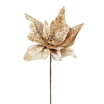 Poinsetie třpytivá - šampaň