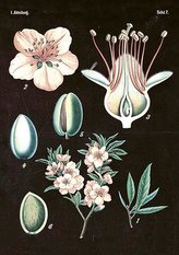 Karnet ST268 B6 + koperta Kwiat wiśni