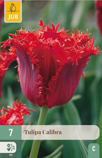 Karta - Tulipán - Calibra (7 cibulí) "C"
