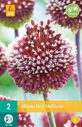Karta - Česnek - Allium Red Mohican (2 cibule) "C"