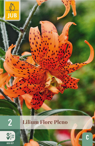 Karta - Lilie - Flore Pleno (2 cibule) "C+"