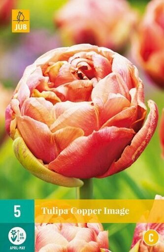 Karta - Tulipán - Copper Image (5 cibulí) "C"
