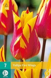 Karta - Tulipán - Fire Wings (7 cibulí) "C"