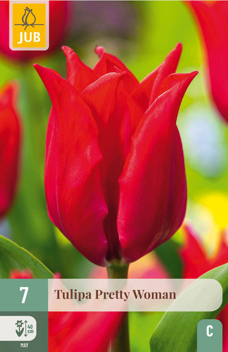 Karta - Tulipán - Pretty Woman (7 cibulí) "C+"