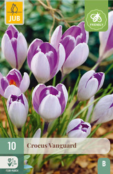 Karta - Krokus - Vanguard (10 cibulí) "B+"