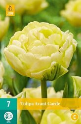 Karta - Tulipán - Avant Garde (7 cibulí) "C+"