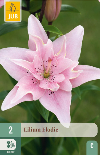 Karta - Lilie - Elodie (2 cibule) "C+"