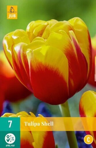 Karta - Tulipán - Shell (7 cibulí) "C+"