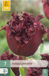 Karta - Tulipán - Labrador (7 cibulí) "C"