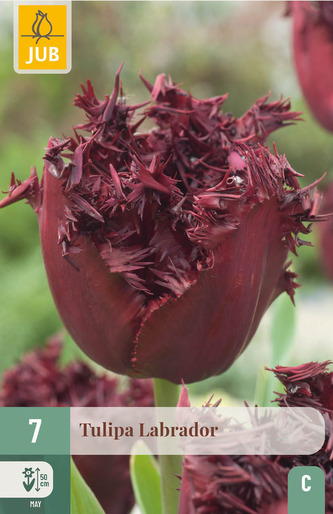 Karta - Tulipán - Labrador (7 cibulí) "C"