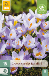 Karta - Krokus - Rosalind (15 cibulí) "B"