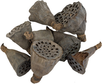 Dekorace - Lotus mini - 50 ks