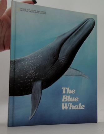 The blue whale