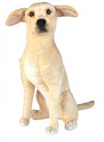Pies Labrador 65cm