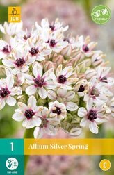 Karta - Česnek - Allium Silver Spring (1 cibule) "C"