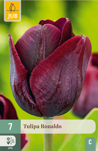 Karta - Tulipán - Ronaldo (7 cibulí) "C+"
