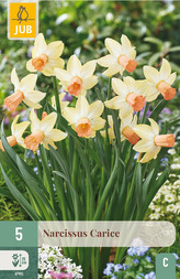 Karta - Narcis - Carice (5 cibulí) "C"