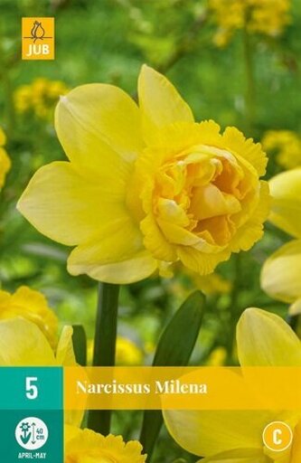Karta - Narcis - Milena (5 cibulí) "C"