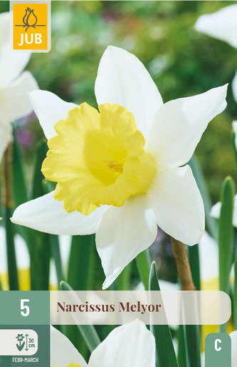Karta - Narcis - Melyor (5 cibulí) "C"