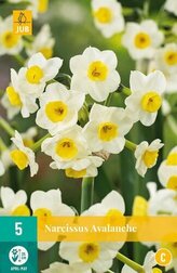 Karta - Narcis - Avalanche (5 cibulí) "C"