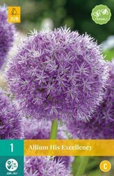 Karta - Česnek - Allium His Excellency (1 cibule) "C"